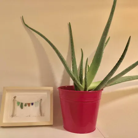 Cavallotti 21 ゲストハウス 3*